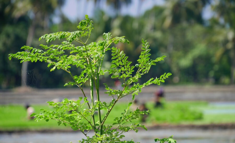Health Benefits of Moringa